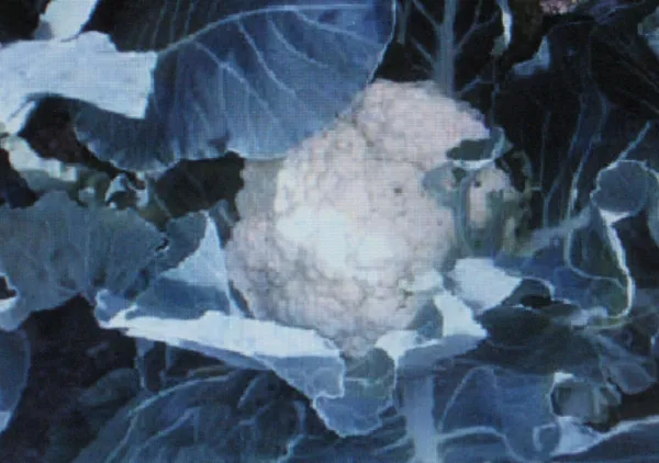 Cauliflower Self Blanche 50 Seeds Large Head Garden - £4.94 GBP
