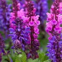 FREE SHIPPING 50 Pink Purple Salvia Seeds Flower Seed Perennial Hummingbird - £13.54 GBP