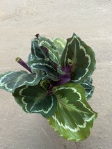 6&quot;Pot Calathea Rose Painted Prayer Live Plant Indoor Home White Purple Leaves - £61.15 GBP