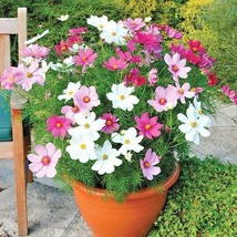 TKBONStore 300 Seeds Dwarf Cosmos Sensation Mix Seeds Wildflower Drought Heat Ga - £6.30 GBP