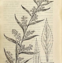 1905 Solidago Caesia Wild Flower Print Pen &amp; Ink Lithograph Antique 6.75 x 3.75&quot; - £13.76 GBP