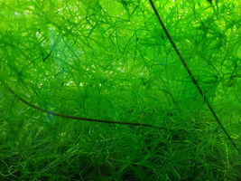 Variety Size Guppy Grass Najas Guadalupens Live Aquarium Plants - $18.79+