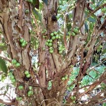 FROM US Live Tropical Fruit Tree 10”-16” Plinia cauliflora (WhiteJaboticaba)TP15 - $84.36