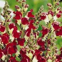 Snapdragon Night &amp; Day Antirrhinum Seeds Fresh Garden USA Shipping - $9.70