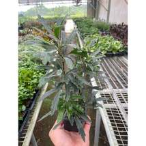 Aralia 'Green' - $13.99