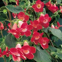 AD 15 Seeds Kohleria Longwood House Flowers Home Garden - $252.42 MXN