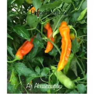 25 Seeeds Aji Ahuachapáu Pepper Seeds Healthy Planting Food Fresh - £8.17 GBP