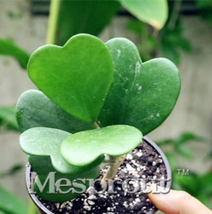 Kerrii Bonsai December Orchid Family Bonsai Supplies 100 Seeds Lum Garden USA Sh - $8.36