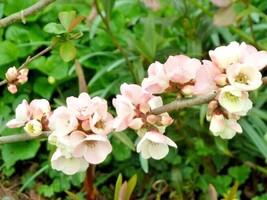 US Seller 15 Mount Everest Quince Seeds Chaenomeles Vilmoriniana Fast Shipping - $13.90