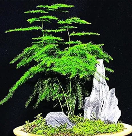 Asparagus Fern, Mini Bamboo Asparagus Setaceus Seeds - £8.18 GBP