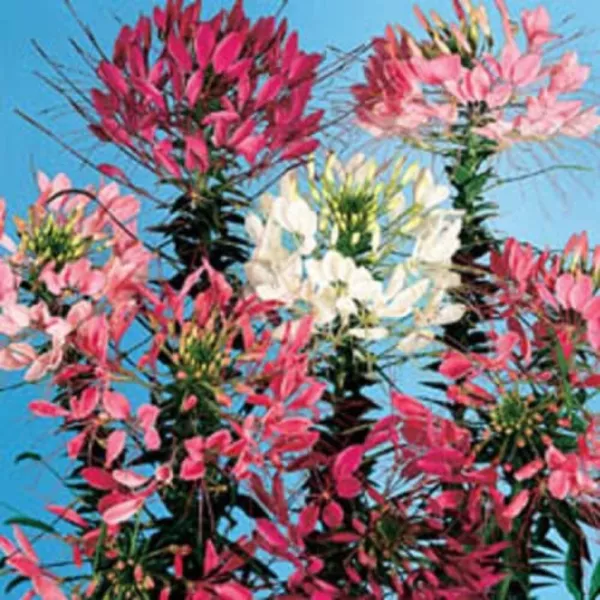 Top Seller 250 Mixed Colors Queen Cleome Hassleriana Spinosa Spider Flow... - $14.60