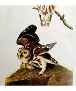 Saw Whet Owl 1950 Lithograph Art Print Audubon Bird First Edition DWU14D - $42.03 CAD
