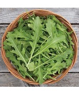Fresh Arugula Uber Seeds For Planting (50 Seeds) - Big Yields And Fast G... - €15,94 EUR