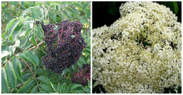 Sambucus Elderberry Wyldewood Native Shrub Perennial Live Plant 3.25&quot; Pot - C2 - £48.55 GBP