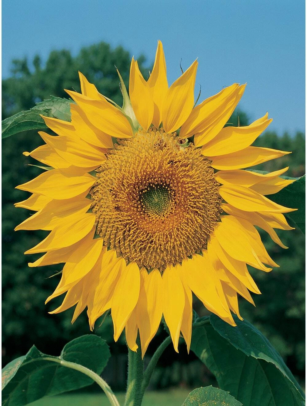 Mammoth Sunflower Seeds 25+ seeds - $9.03