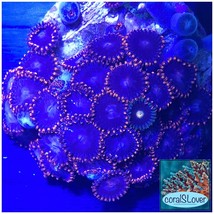 Joe Schumacher Zoanthids  - £17.98 GBP+