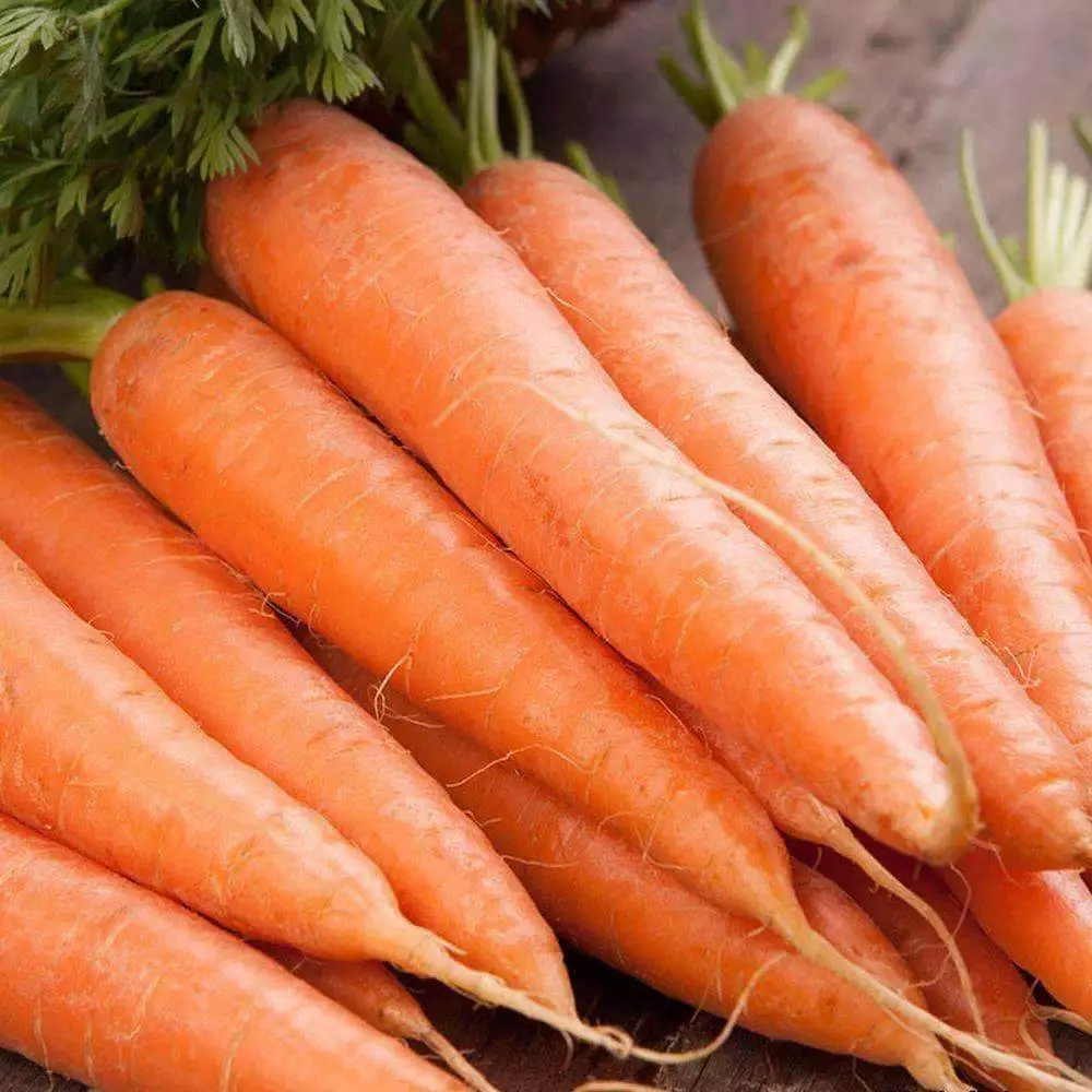 Scarlet Nantes Carrot Vegetable Garden NON GMO 1000 Seeds - £7.70 GBP