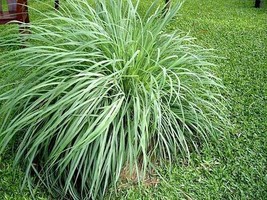 5 Pack Lemongrass Plant - Aromatic Rooted Starter Plant Perennial &#39;Citru... - £15.57 GBP