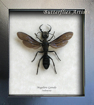 VERY RARE King Wasps Megalara Garuda Real Wasp Entomology Collectible Sh... - $198.99