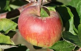 Garden Store 25 Winesap Apple Seeds FROM USA  - £7.60 GBP