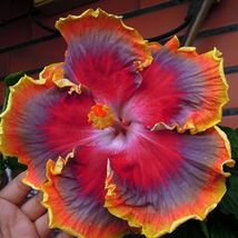 Patb Night Runner - Rooted Tropical Hibiscus Plant Ships Bare Root - £31.50 GBP