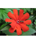 25 Vesuvius Campion Red Orange Lychnis Arkwrightii Catchfly Flower Seeds - $19.45