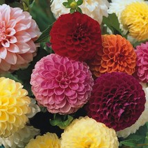 USA Seller Flower Seeds Dahlia Heirloom Seeds Pompon Double Mix 25 Thru 500 Seed - $14.60