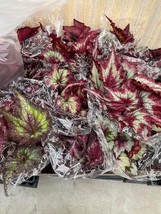 Harmony Foliage Begonia Rex and Rhizomatous Hybrids in 6 inch Hanging Ba... - $158.73
