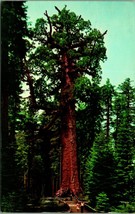 Grizzly Giant Tree Mariposa Grove Yosemite National Park CA Chrome Postcard A1 - £2.10 GBP
