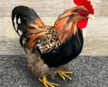 Handcrafted Real Feather Rooster 12&quot; Statue Realistic Farm Decor -Vintag... - $24.18