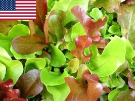 Mesclun Lettuce Seeds- 500 2018 Seeds Garden Usa Shipping - $10.38