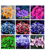 New Promotion 150 Pcs Hosta Lily Flower Shade Hosta Flower Grass Ornamen... - £8.58 GBP