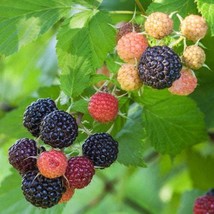 50 Black Raspberry Seeds Tw91008 Gardening USA SELLER - £10.50 GBP