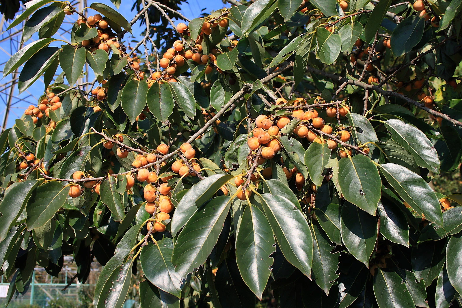 Diospyros lotus PERSIMMON TREE Seeds! - $16.42