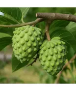 Geffner Variety Atemoya Fruit Tree: Exotic Tropical Plant - $429.90