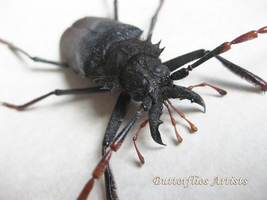 NEW Very Rare Longhorn Beetle Psalidognathus Antonkozlovi Entomology Shadowbox - $179.99