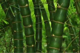 US Seller 50 Fo Du Zhu Bamboo Seeds Privacy Climbing - £9.13 GBP