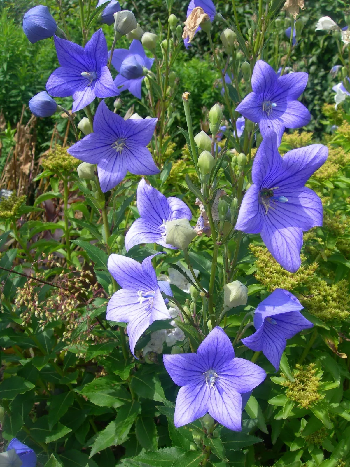 500 Blue Balloon Flower Toraji Platycodon grandiflorus Seeds - $6.89