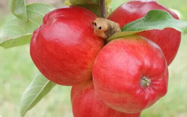 25 Redfree Apple Seeds Fruit Fresh Seeds - £7.08 GBP