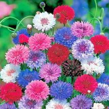 500 Seeds Tall Cornflower / Bachelor Button Mixed Wildflower Garden/Containers - £12.98 GBP