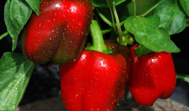 Grow In US Pepper Big Red Bell Type Fresh Organic Seeds Heirloom Non Gmo  Seller - £6.19 GBP