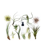 Tillandsia Air Plant Variety Pack - 16 Pieces, Spray-Friendly - $1,778.46 MXN