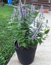 100 Organic Superior Licorice Mint Agastache Rugosa Korean   - $17.00