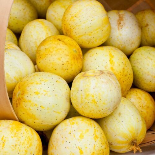 MBK Lemon Cucumber Seeds 50 Seeds Non-Gmo Seed Store 1059 Fresh Garden - $8.79
