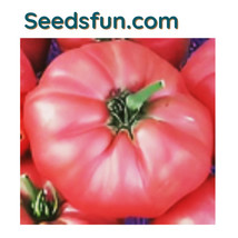 50 Seeds of Brandywine Pink Tomato Cherokee Purple Mortgage Lifter Available - $10.49