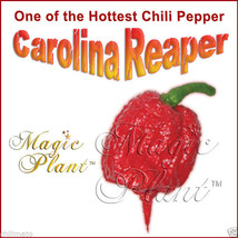 Carolina Reaper Dried Whole Pods - Hottest Reaper Pepper High Quality (6... - £12.41 GBP+