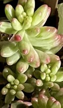 (1) Live Plant Succulent Sedum Rubrotinctum Variegated AURORA Pink Jelly Bean - £22.38 GBP