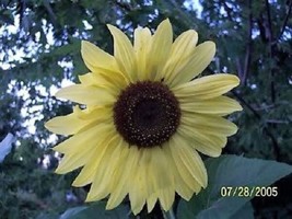 USA Lemon Queen Sunflower Helianthus Annuus Flower 50 Seeds - £8.83 GBP