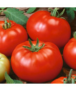 LKS Beefsteak Tomato Seeds Heirloom Non-Gmo Home Garden - €8,27 EUR