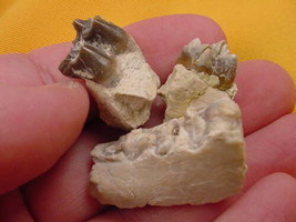 (F302-8) Genuine Fossil Oreodont Merycoidodon Culbertsoni PARTIAL JAW BO... - $14.01